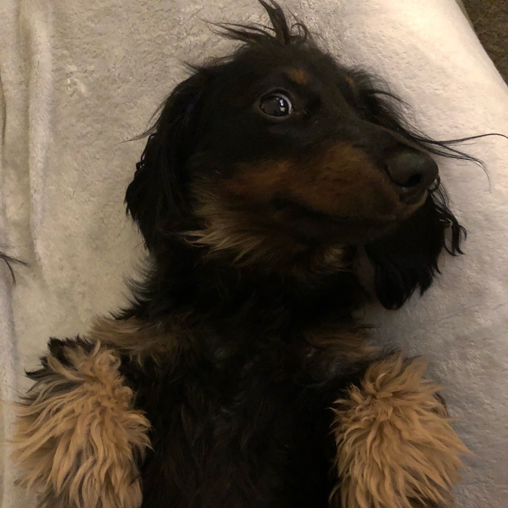 Meet your Posher, Lacey